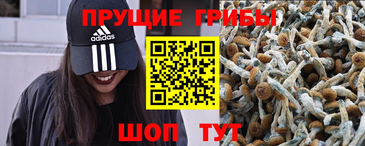 Галлюциногенные грибы прущие грибы Брянск